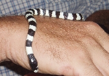Zeb