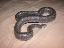 Anza Female