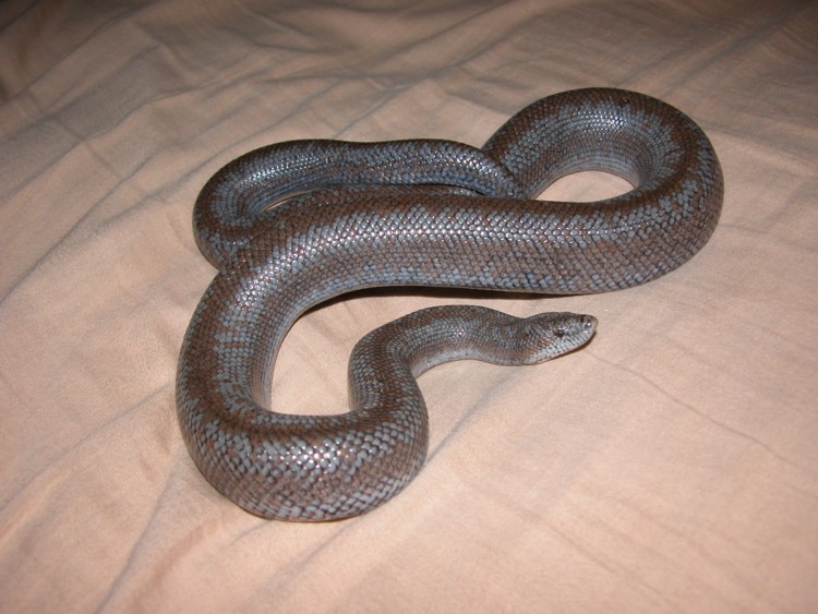 Anza Female
