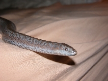 Anza female close up