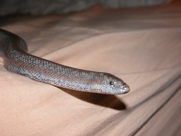 Anza female close up