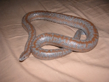 Het for Limburg Albino Male