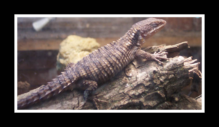 puratory after shed