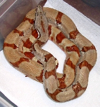 salmon boa