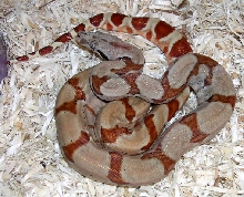 salmon boa 1