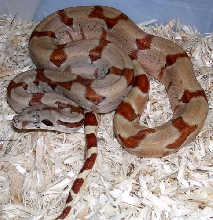 salmon boa 2