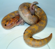 ParadoxAlbinoKenyan