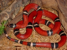 male