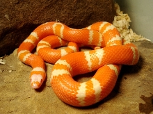 TangAlbino