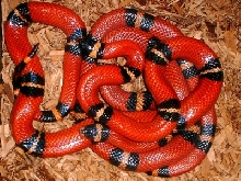 apricot sinaloans