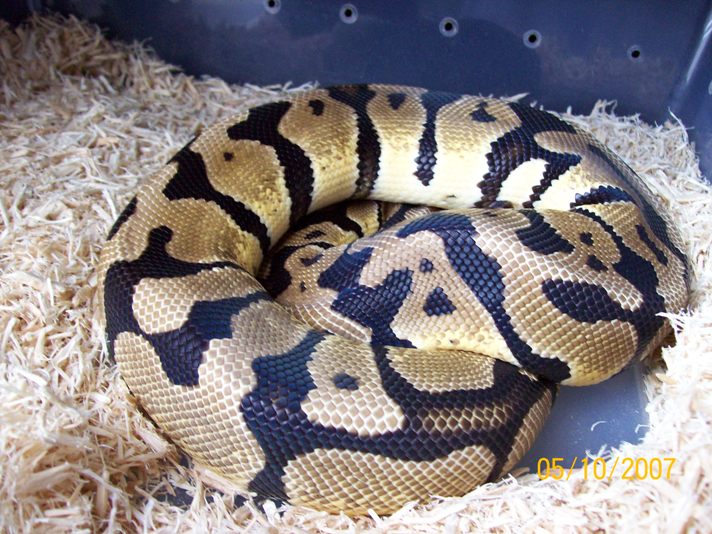 Ball Pastel