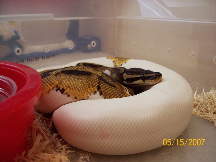 06 pied
