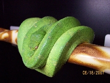 Wamena GTP