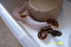 Baby pied female