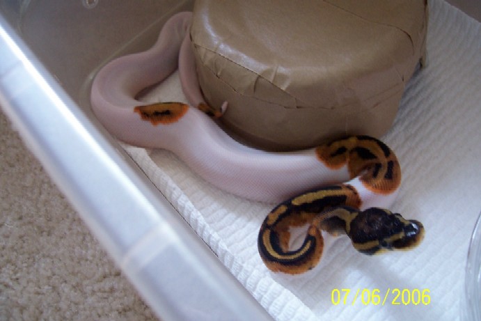 Baby pied female