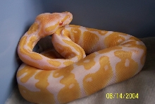 6 week old Albino Ball
