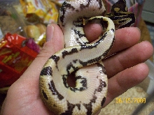#2 female pied marker