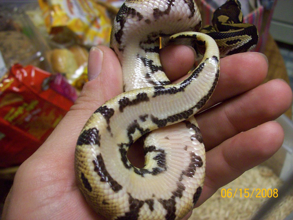 #2 female pied marker