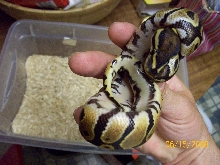 #6 male pied marker