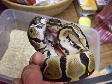 7 male het pied