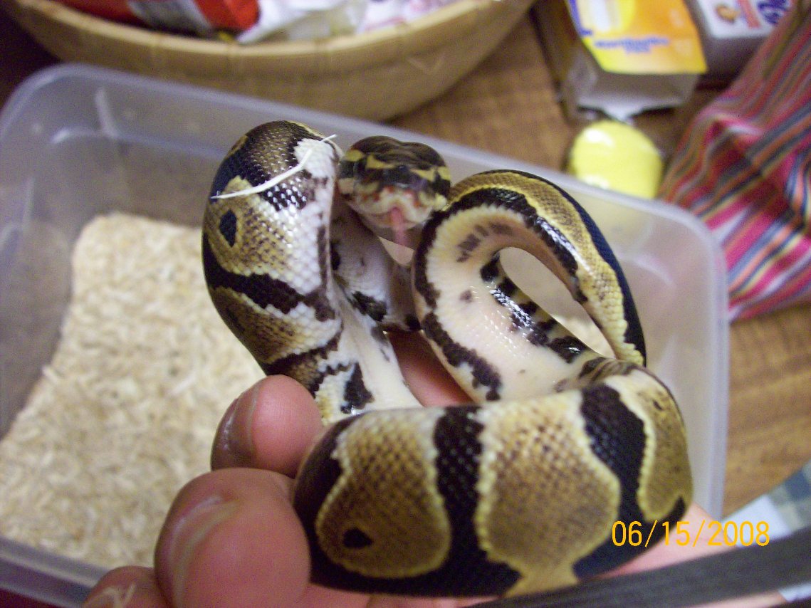 7 male het pied