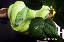Aru GTP