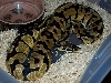 pastel jungle male
