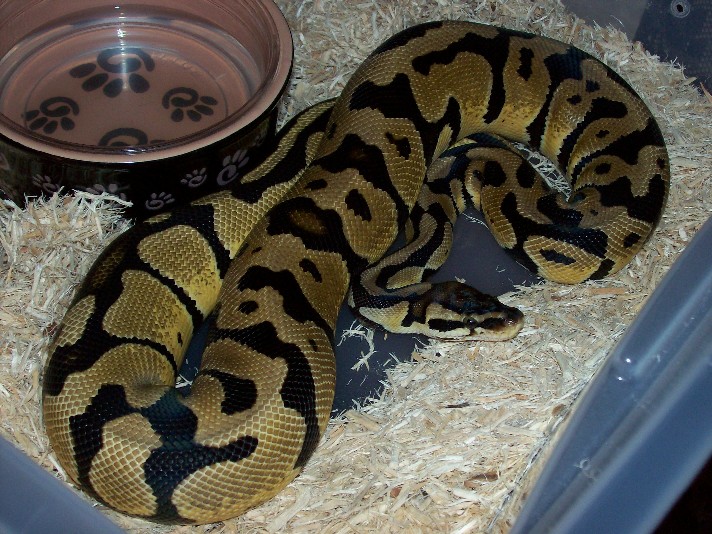 pastel jungle male