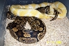 Albino x normal