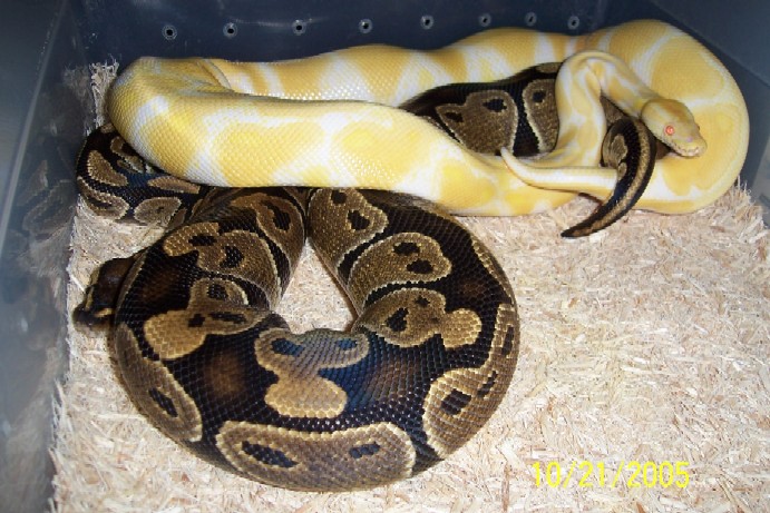Albino x normal