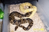 albino x normal2