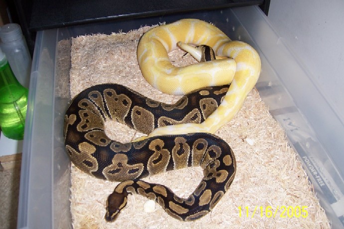 albino x normal2