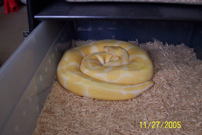 albino BP