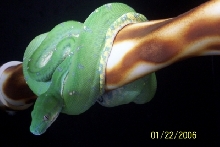 Aru yearling
