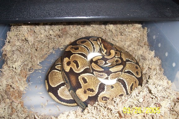 1st clutch Albino x Normal
