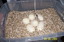 eggs