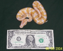My new baby Albino Ball