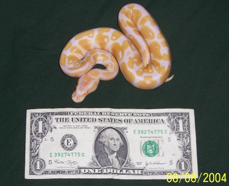 My new baby Albino Ball