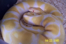 Albino ball
