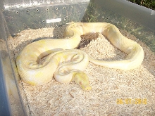 albino