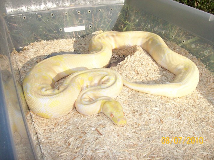albino