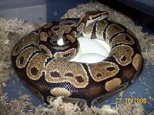 pied x normal eggs