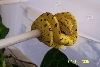 aru neonate