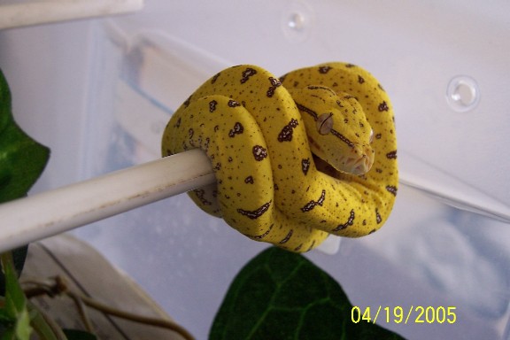 aru neonate