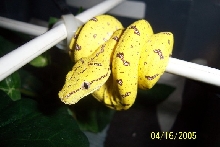 my new baby Aru chondro