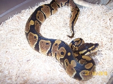 2010 baby het pied