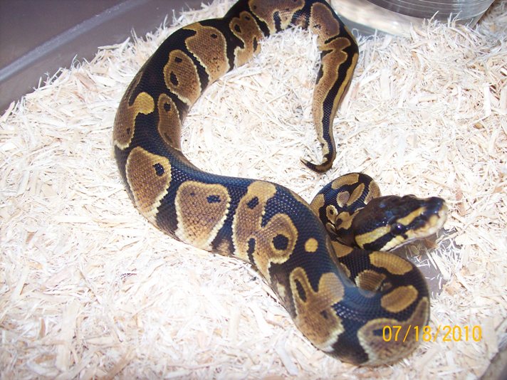 2010 baby het pied
