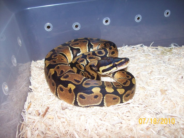 2010 baby het albino