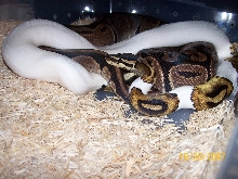breeding piedxnorm