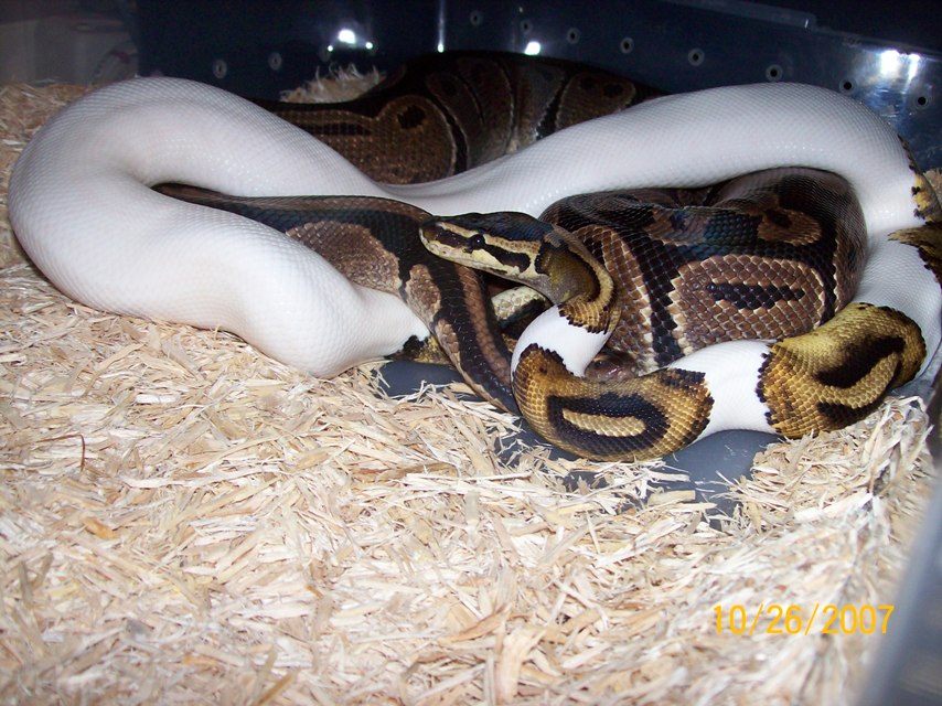 breeding piedxnorm